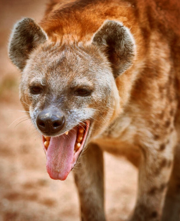 Eleven:  A Cackle of&nbsp;Hyenas